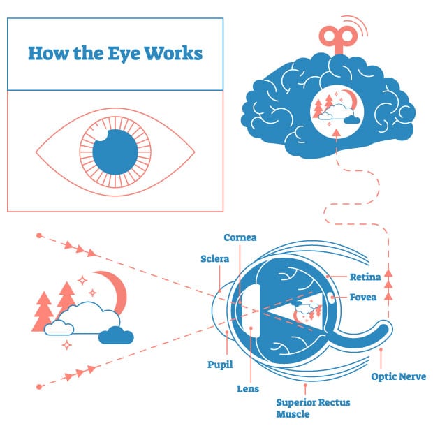 The Amazing Eye The Mechanics of Vision glaucomaorg