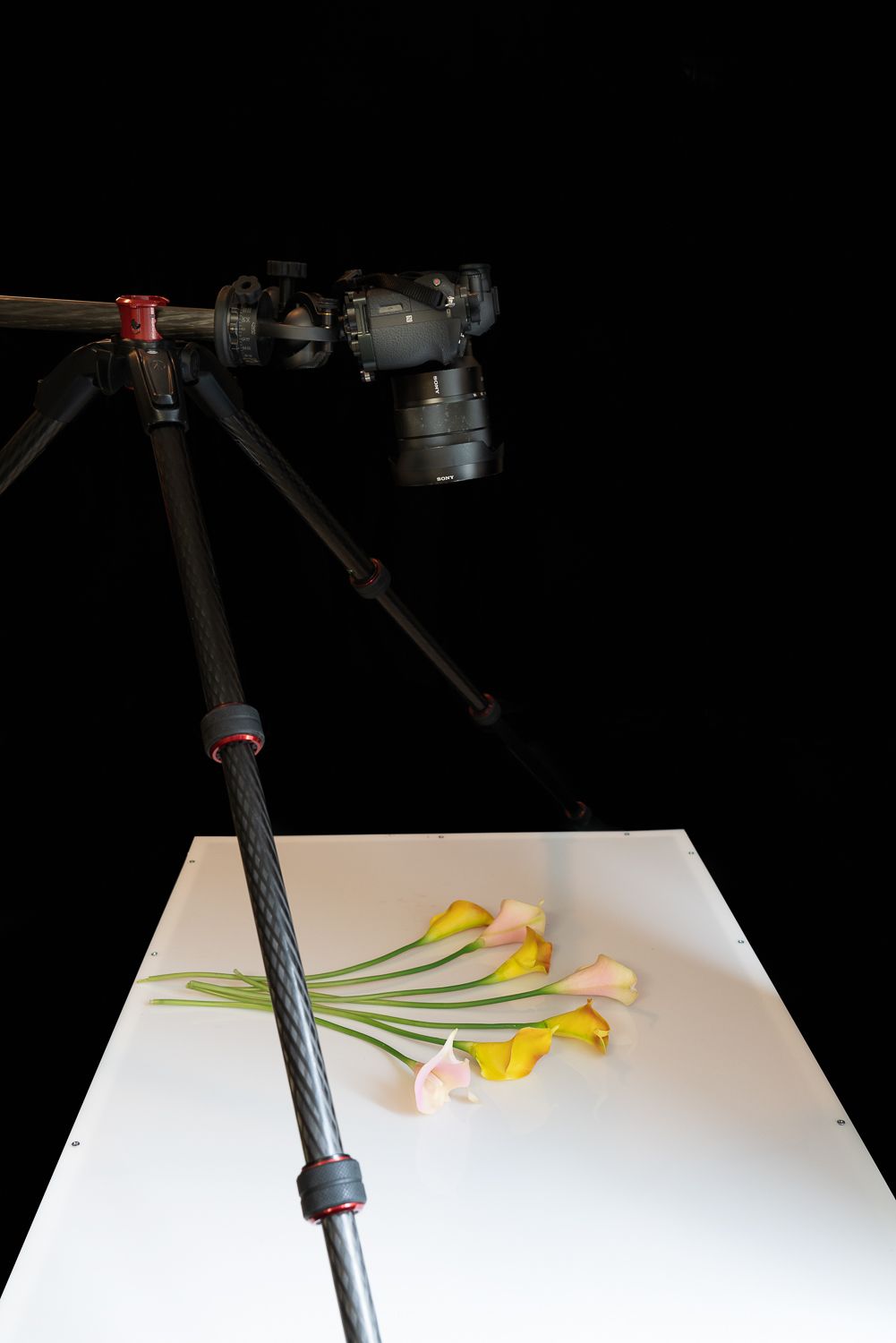 How to use photo light box for creative flower photography Artofit