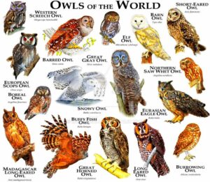 Owls Of The World  Animaux et oiseaux Hibou grand duc Chouette raye