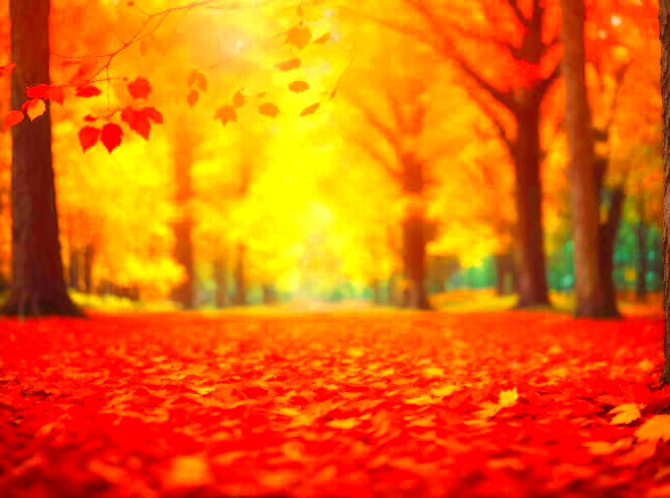 Fall Season Stock Photos Images and Backgrounds for Free Download