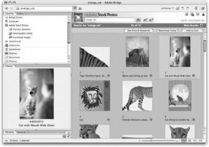 Accessing Adobe Stock Photos  Real World Adobe Creative Suite 2