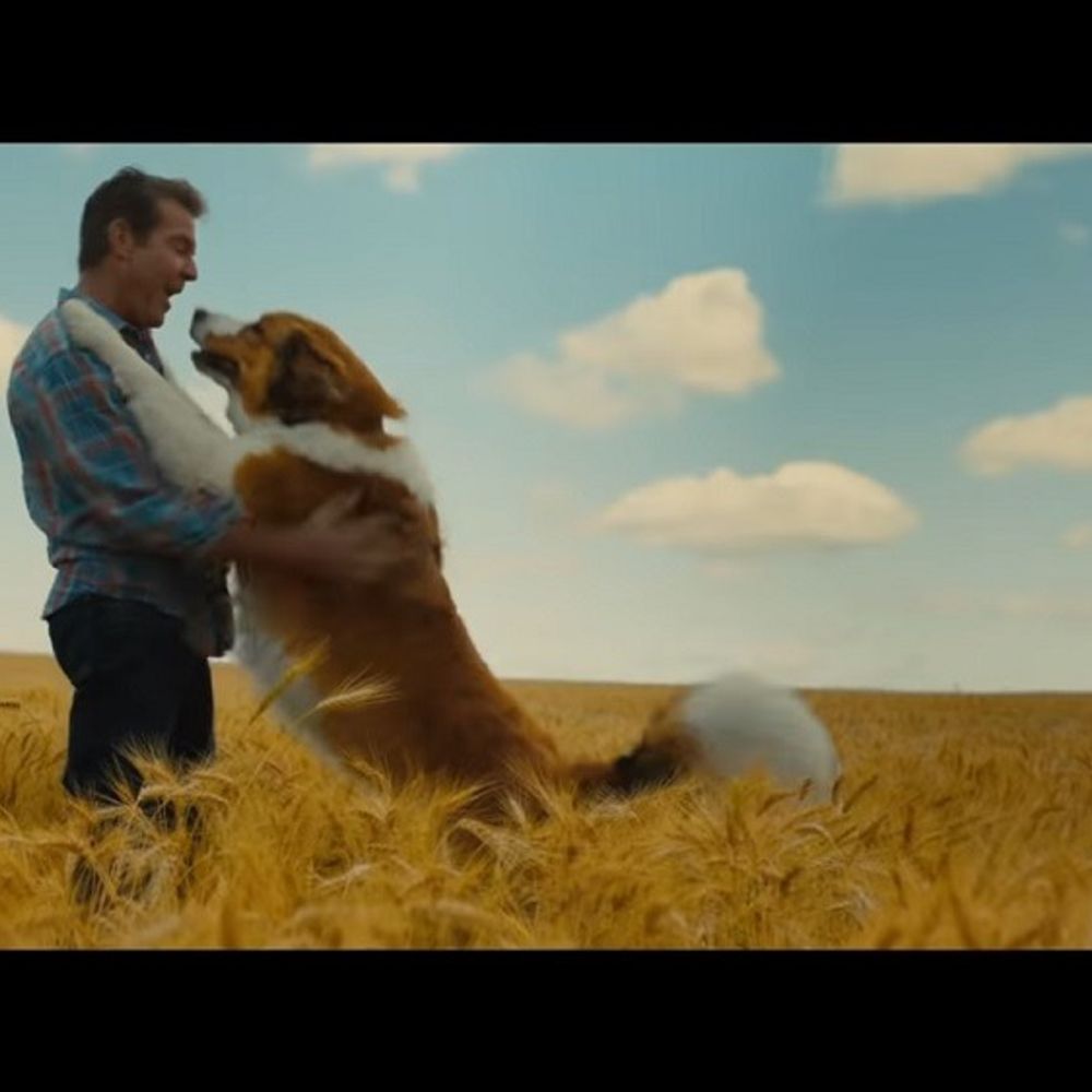 Watch A Dogs Journey 2019 Full Online Free from 123Movies by Watch A