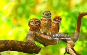6549 A Group Of Owls Stock Photos HighRes Pictures and Images