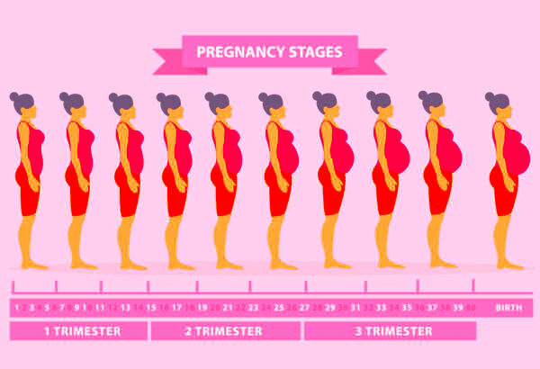 Pregnancy Symptoms Week by Week  First Trimester  HealthPulls