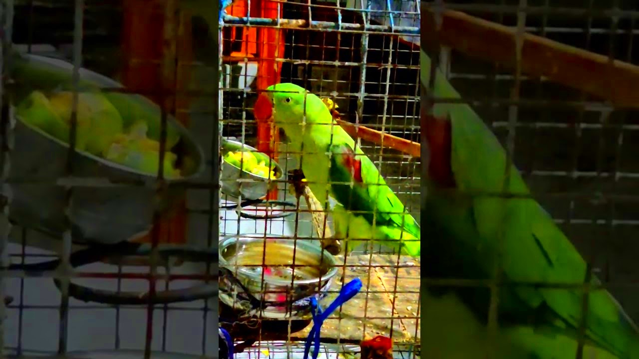 Parrot short short video  YouTube