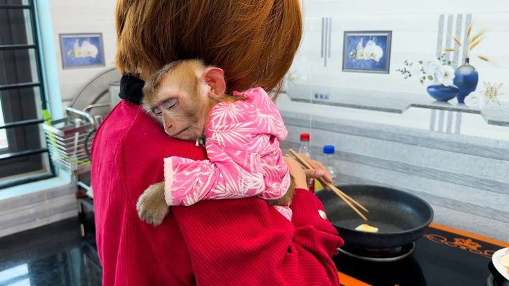 Monkey KaKa sleeping on her mothers shoulder looks so cute  YouTube