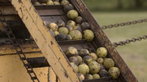 Heres how much you can make harvesting black walnuts this fall