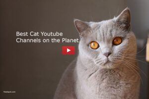 50 Cat Youtube Channels For Funny Cute Entertaining  Educational Videos