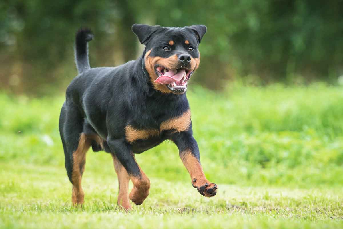 Rottweiler Temperament  Personality Traits  ElleVet Sciences