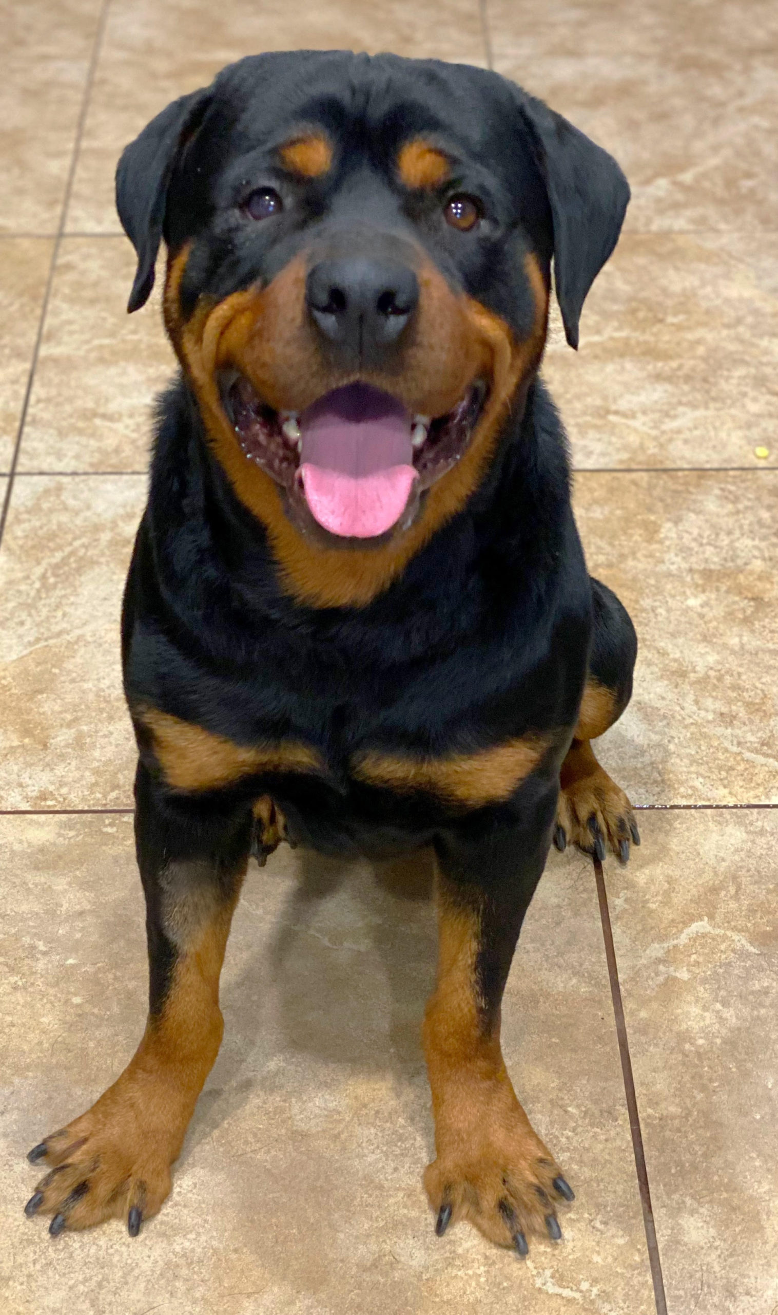 Are Rottweilers Good Pets