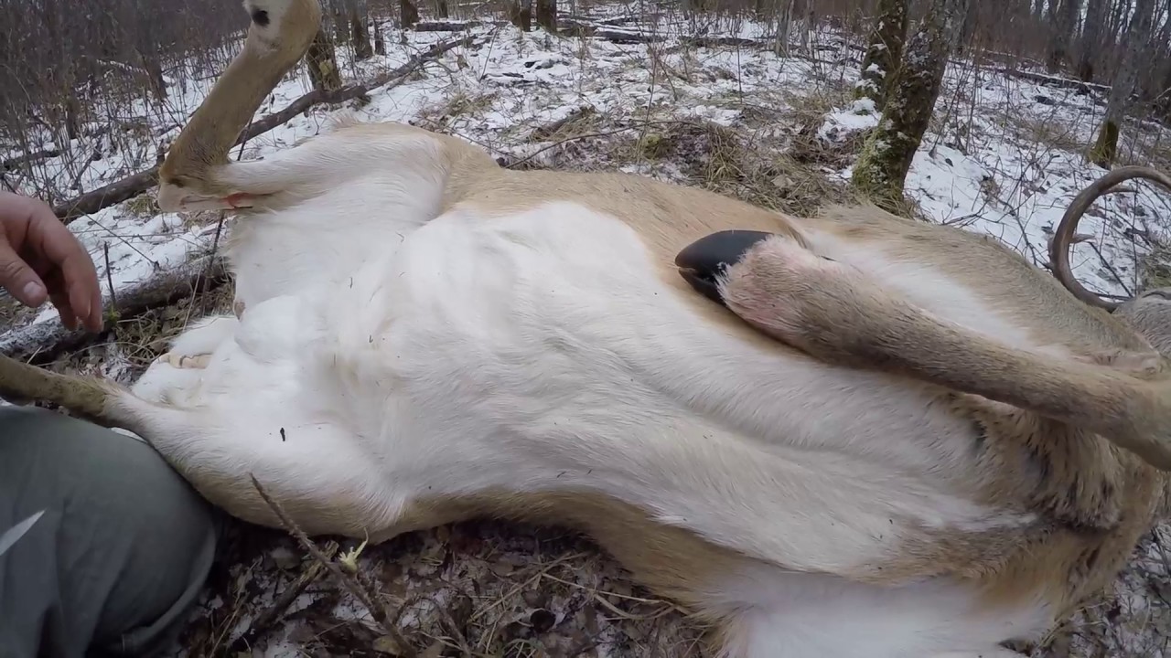 One knife  Field Dressing a Canadian Whitetail buck  YouTube